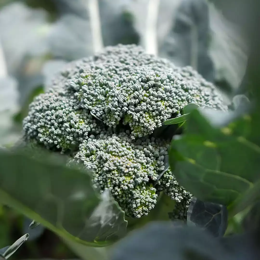 Brocoli