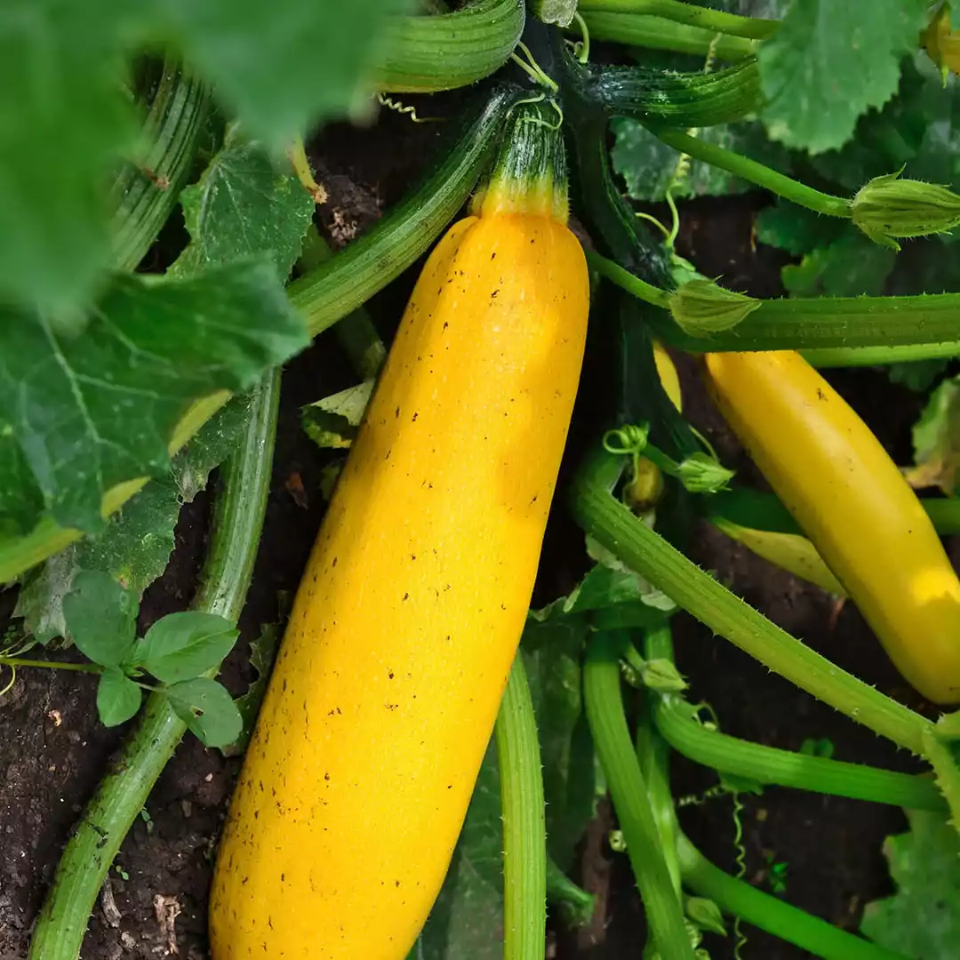 Calabaza Amarilla