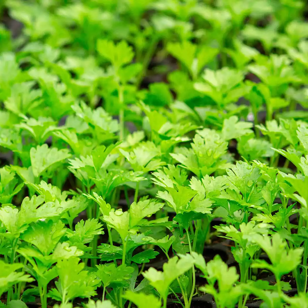 Cilantro