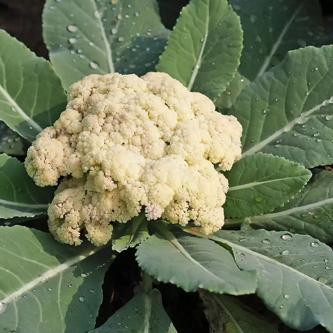 Coliflor