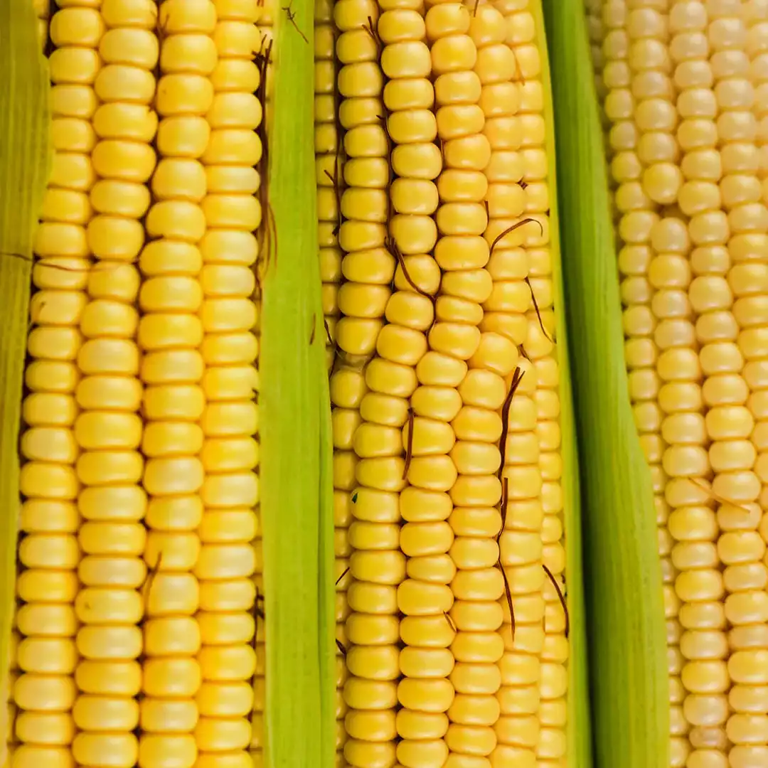 Elote Amarillo